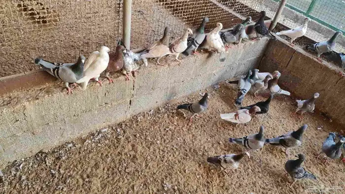 بيوتي هومر 3