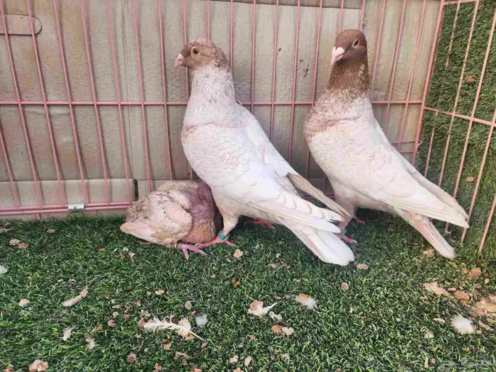 جوز زاجل فراشه 2