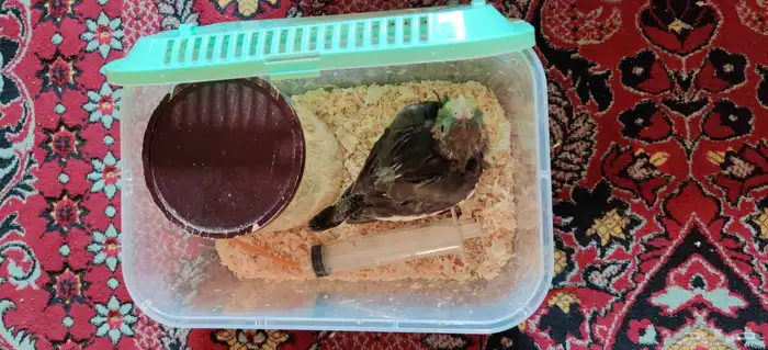 فرخ كروان أليف 4