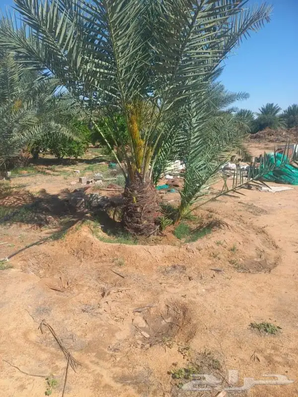 Palm trees for sale 7