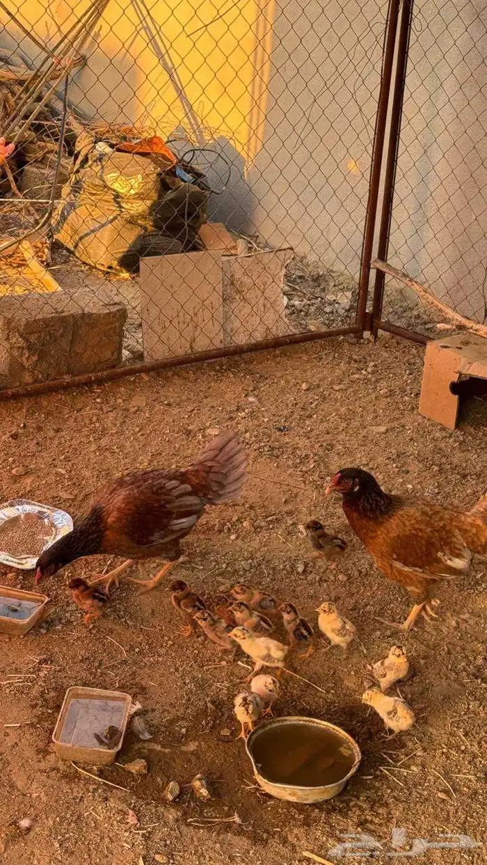 دجاج باكستاني مفرخ للبيع 1