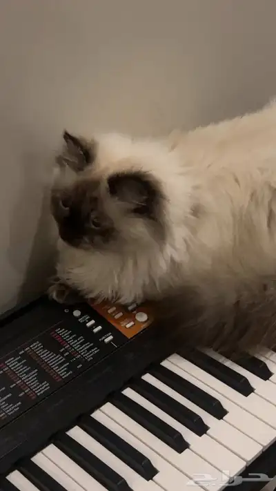 قطة تطلب تزاوج index