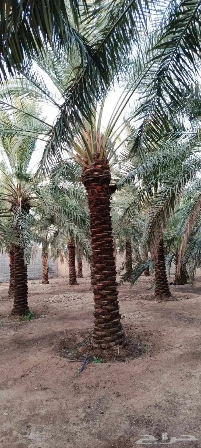 نخل للبيع جميع أنواع والمقاسات 6