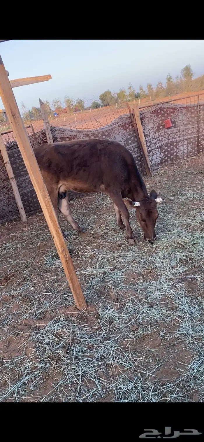 بقر للبيع 3