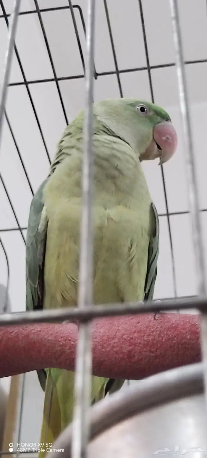 ذكر نيبالي 2