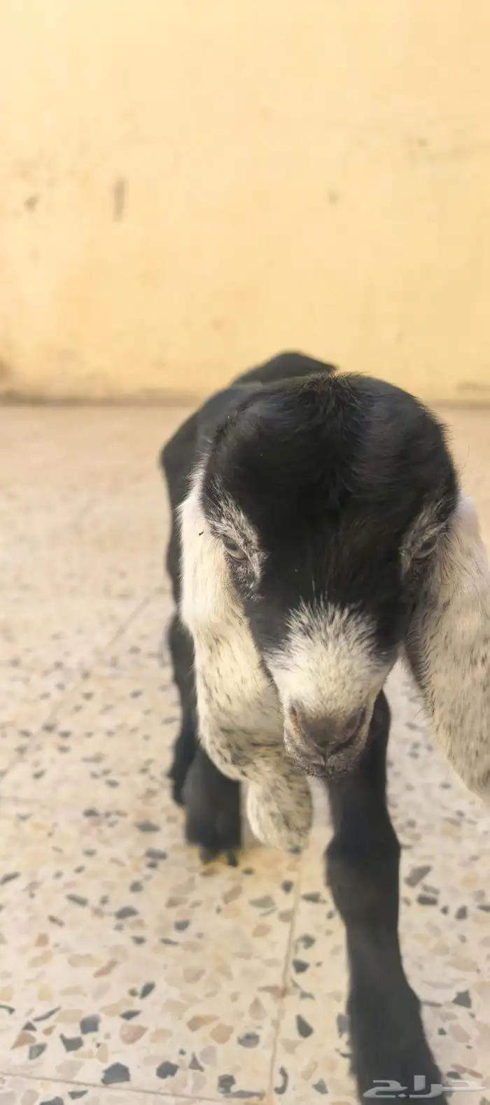 داغور ديس للبيع 1