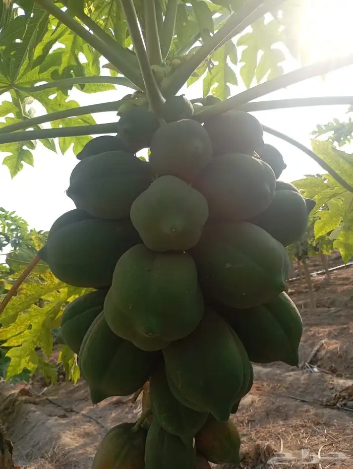 شجر بابايا للبيع 6