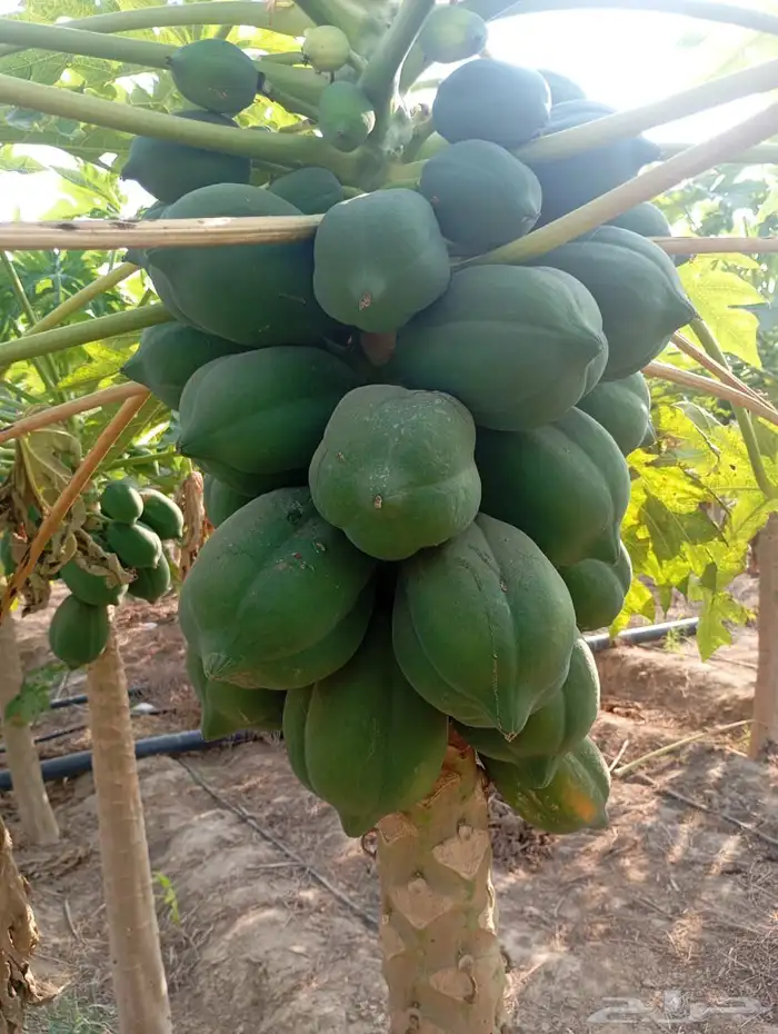 شجر بابايا للبيع 7