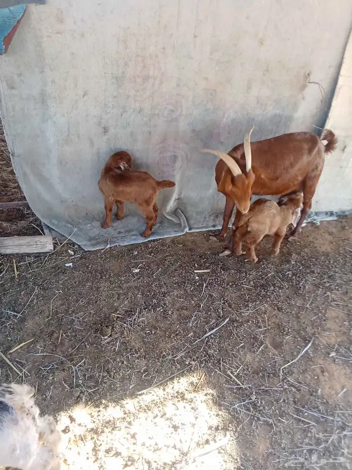 عنز جبليه يتبعا تيس وجغره وعنزمصريه يتبعا2جفار 1