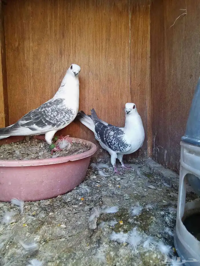 اجواز حمام شامي الفحول الاغلبيه طيور كش 7