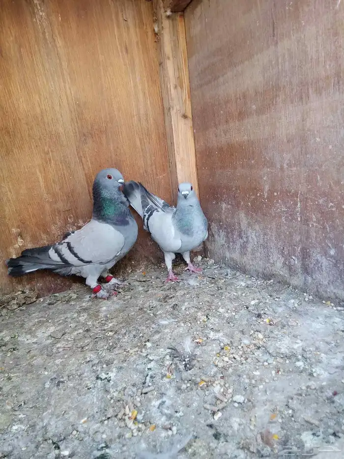 اجواز حمام شامي الفحول الاغلبيه طيور كش 6