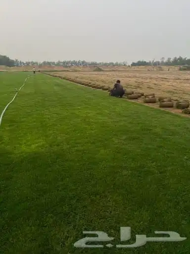 نجيله خضراء 3