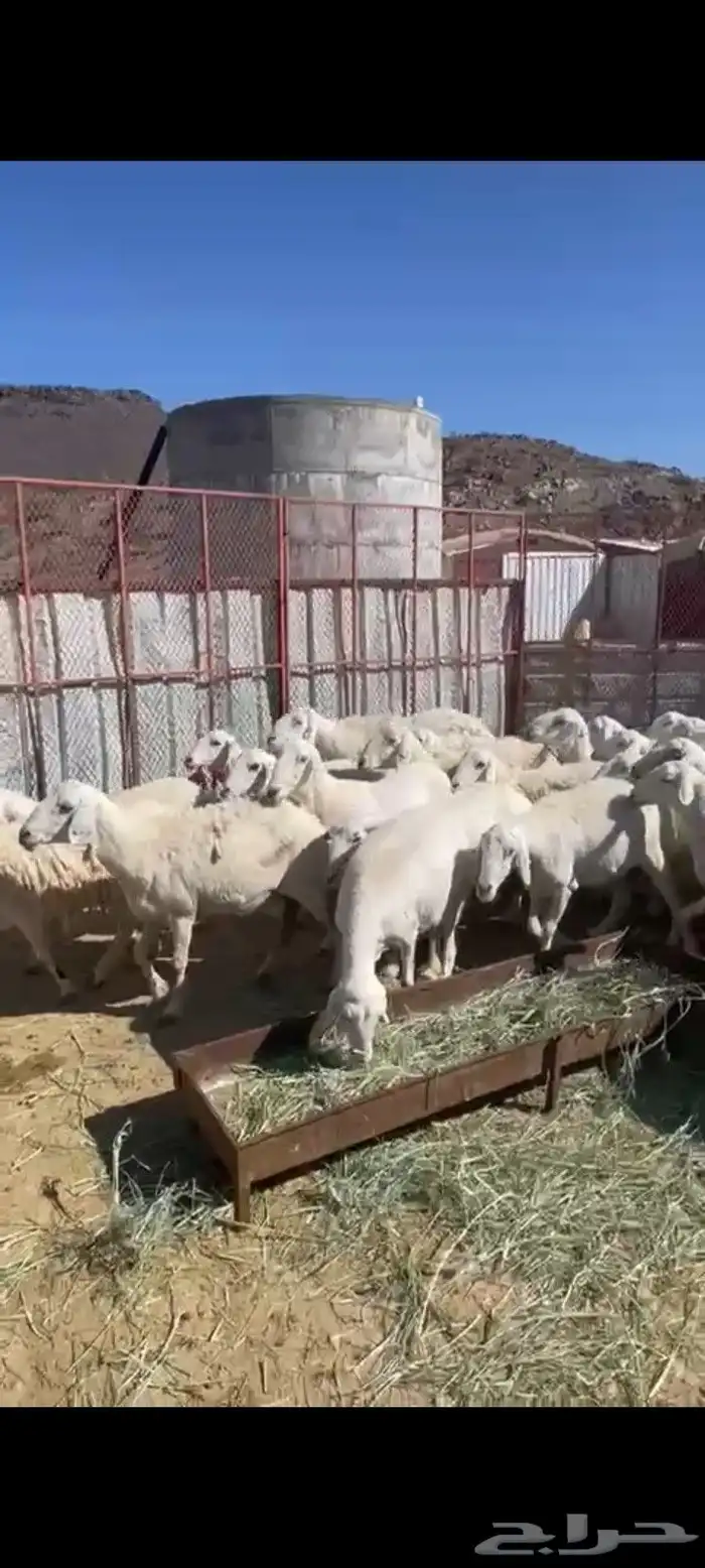 اعرض لكم غنم للبيع 4