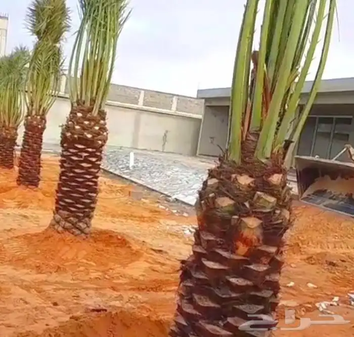 ابو علي لتوريد انخيل 1