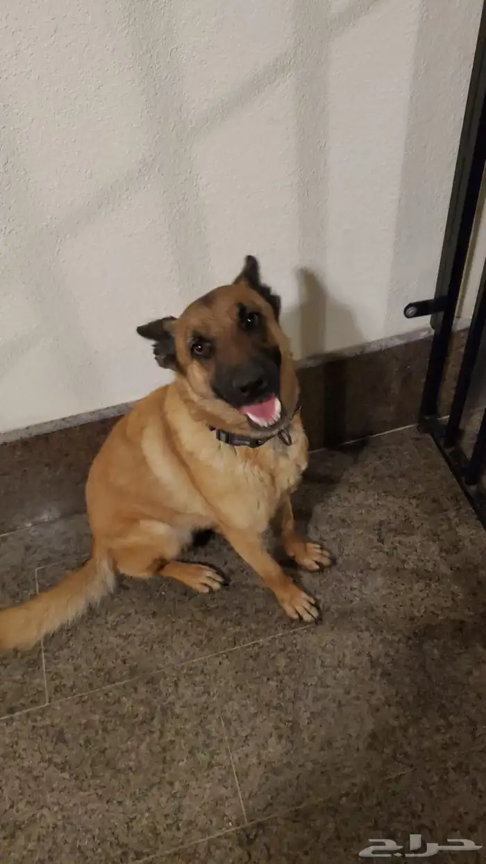 كلب مالينو للتبني 3