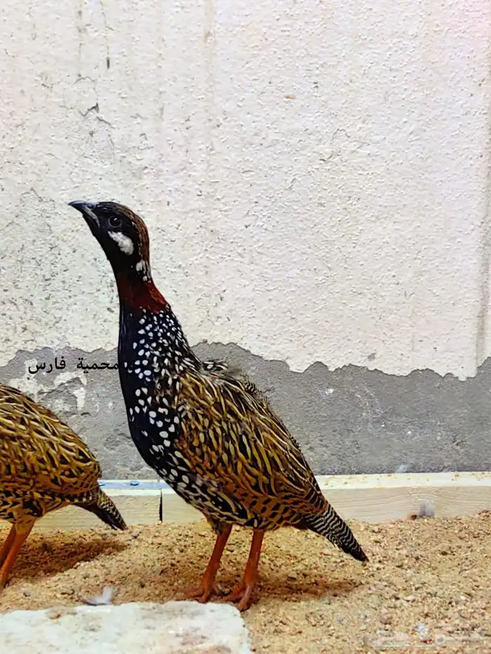 بلاك فرانكولين 4