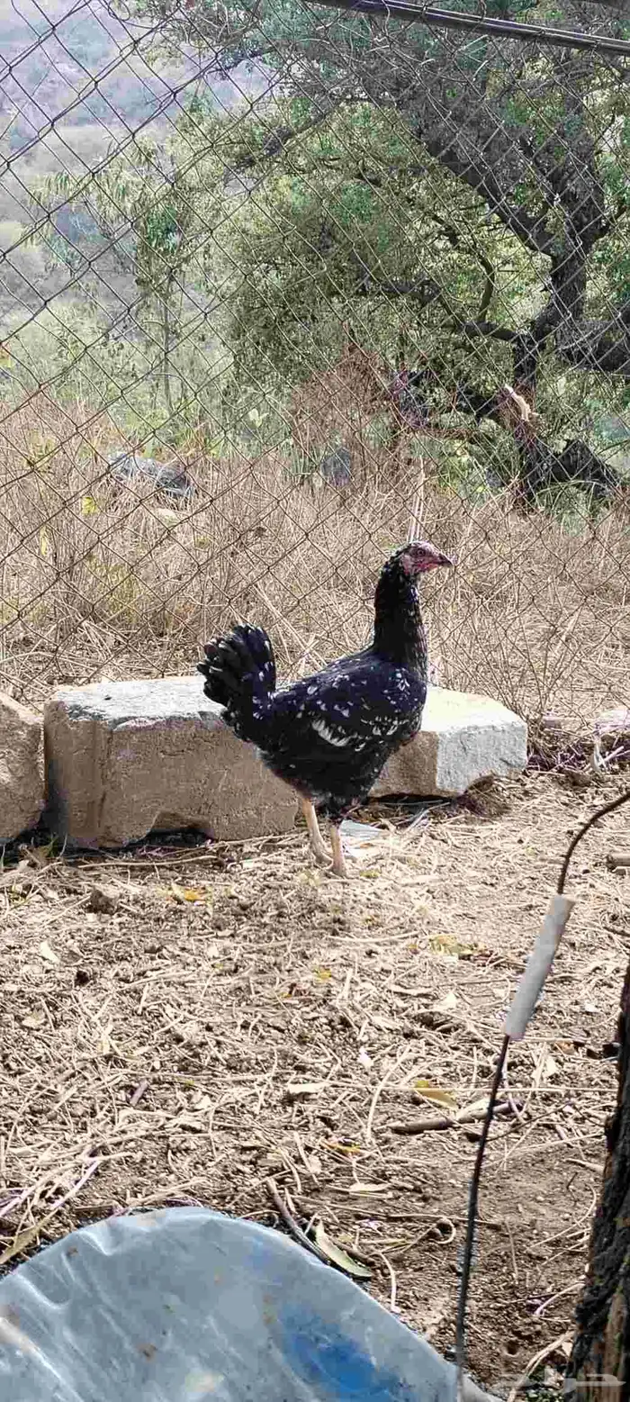 دجاجة كويتيه و ديك بلدي 7