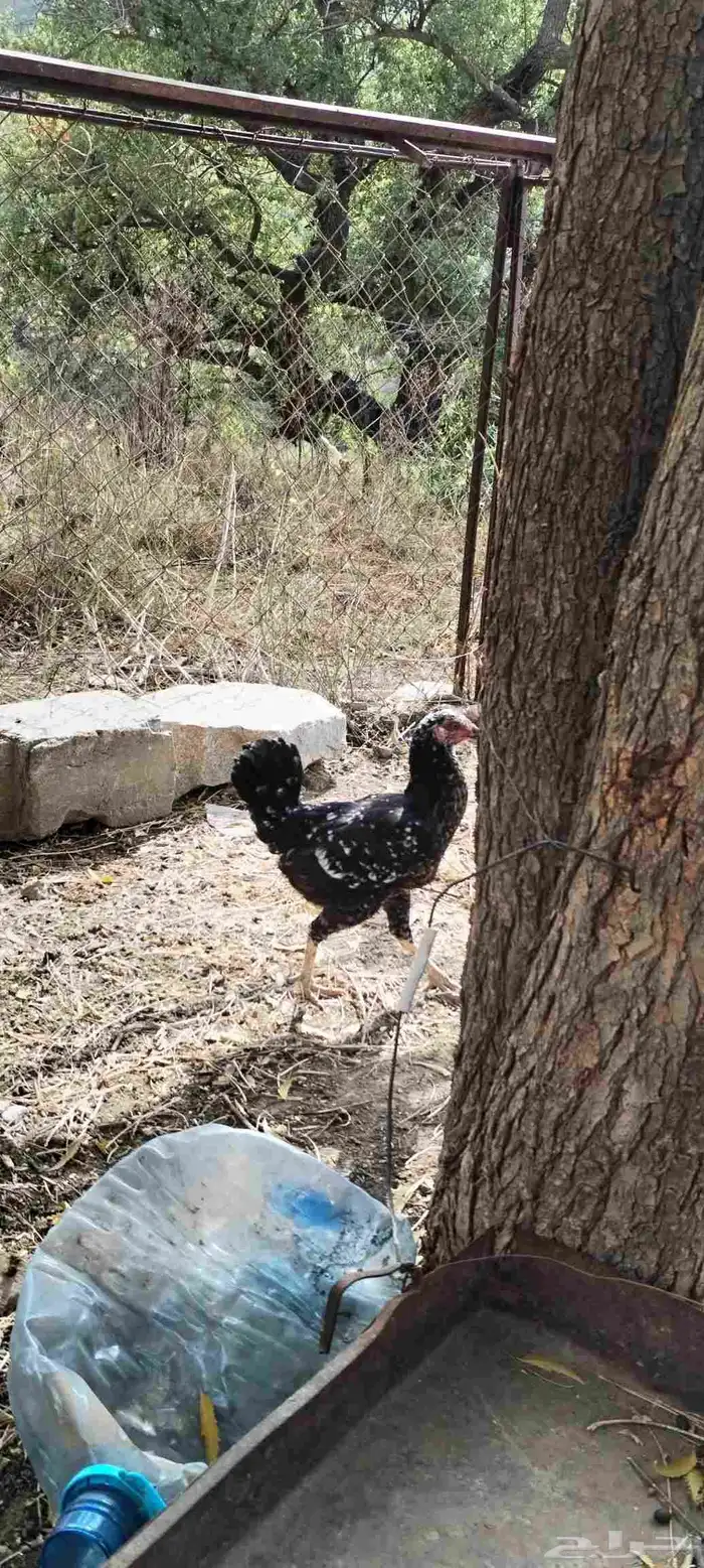 دجاجة كويتيه و ديك بلدي 8