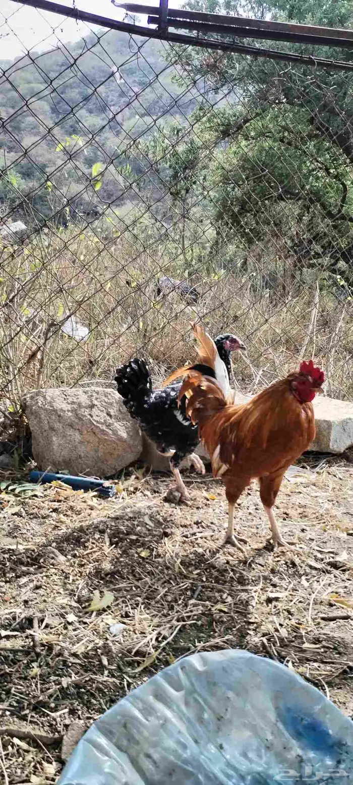 دجاجة كويتيه و ديك بلدي 4