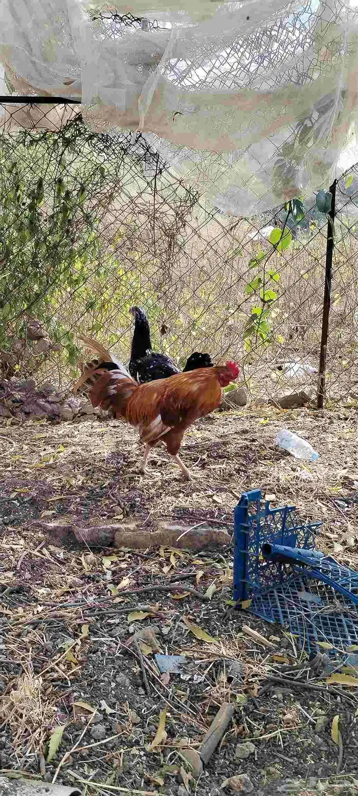 دجاجة كويتيه و ديك بلدي 10
