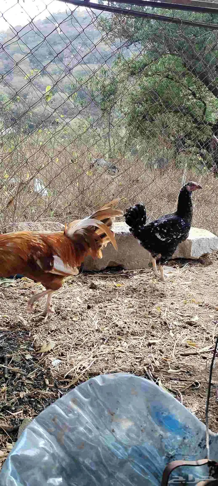 دجاجة كويتيه و ديك بلدي 6