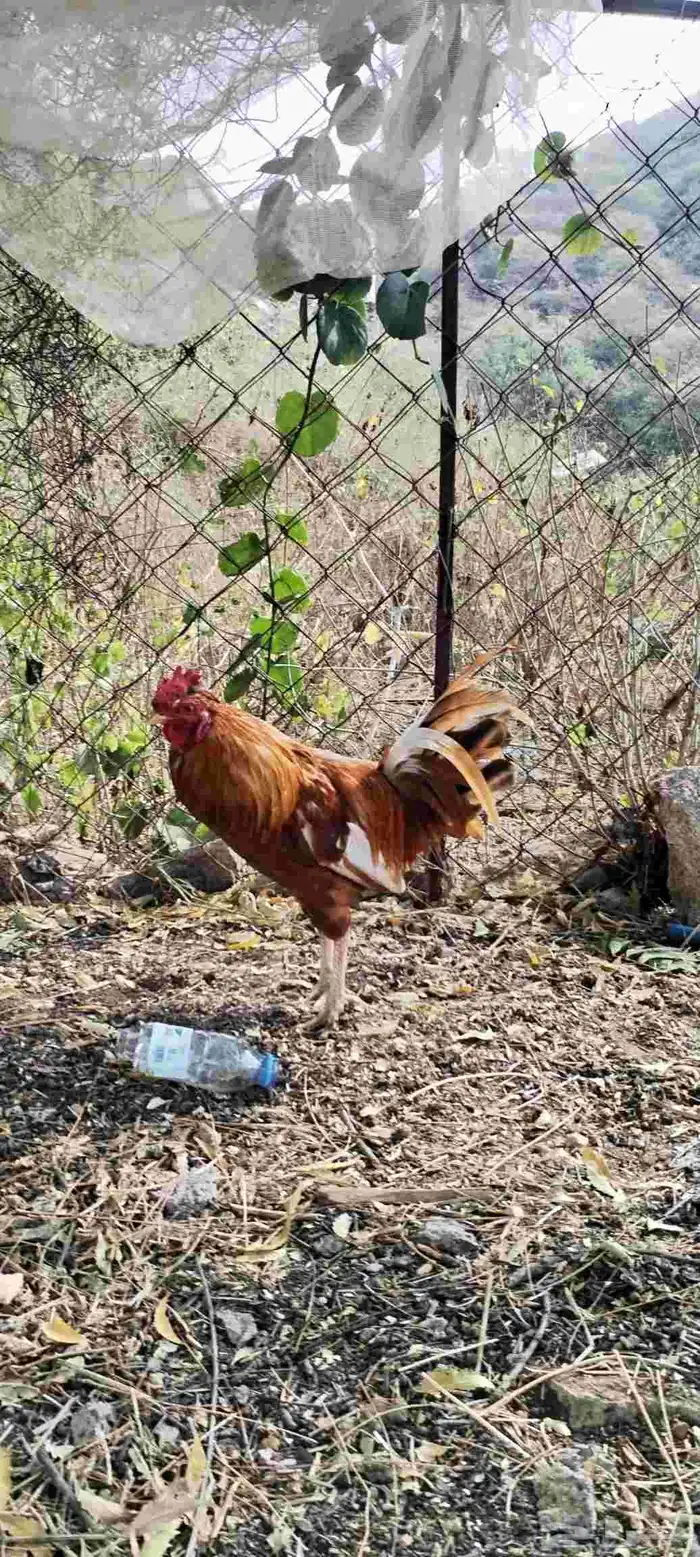 دجاجة كويتيه و ديك بلدي 2