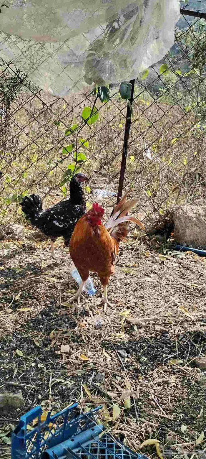 دجاجة كويتيه و ديك بلدي 0