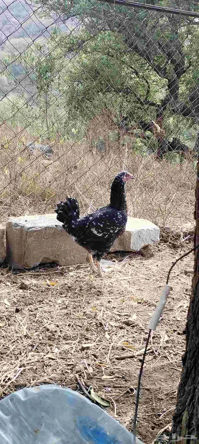 دجاجة كويتيه و ديك بلدي 3