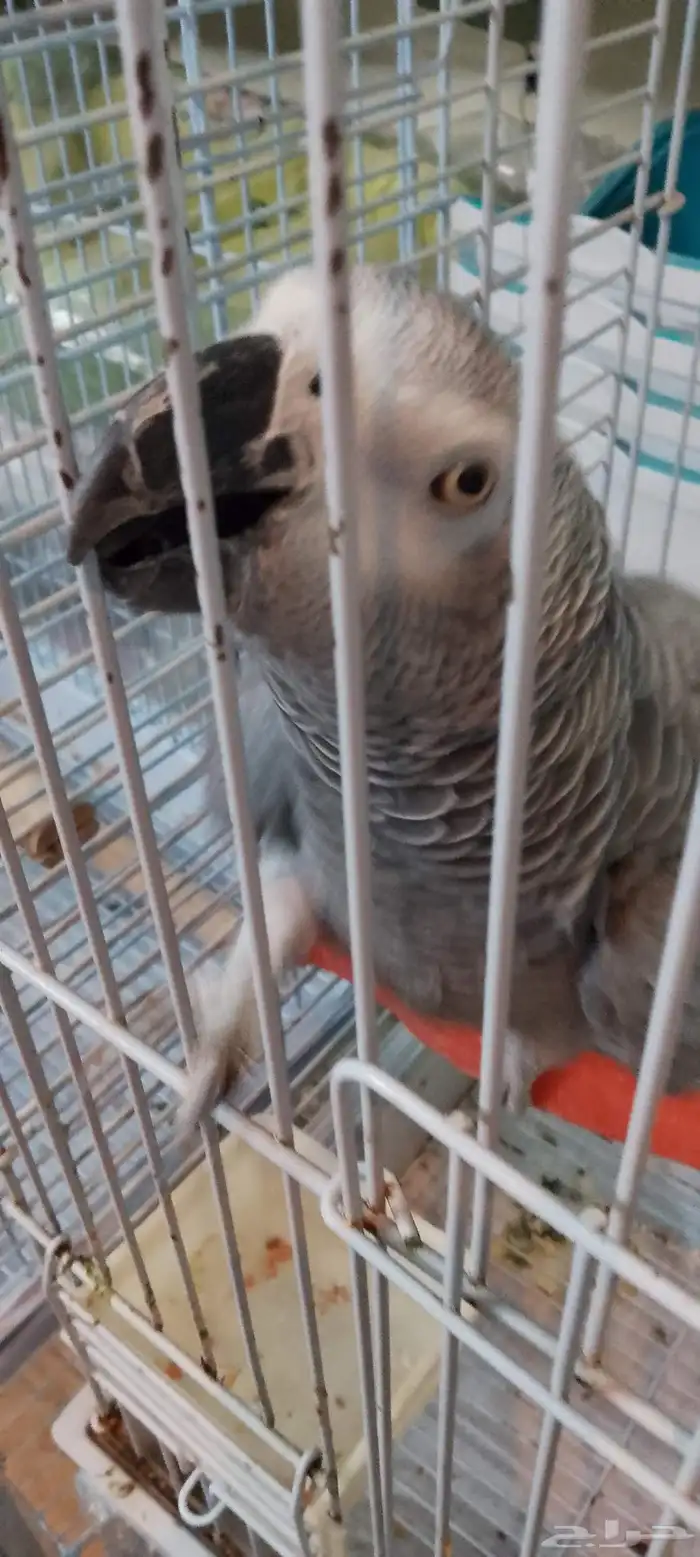 African Cockatoo Parrot 1