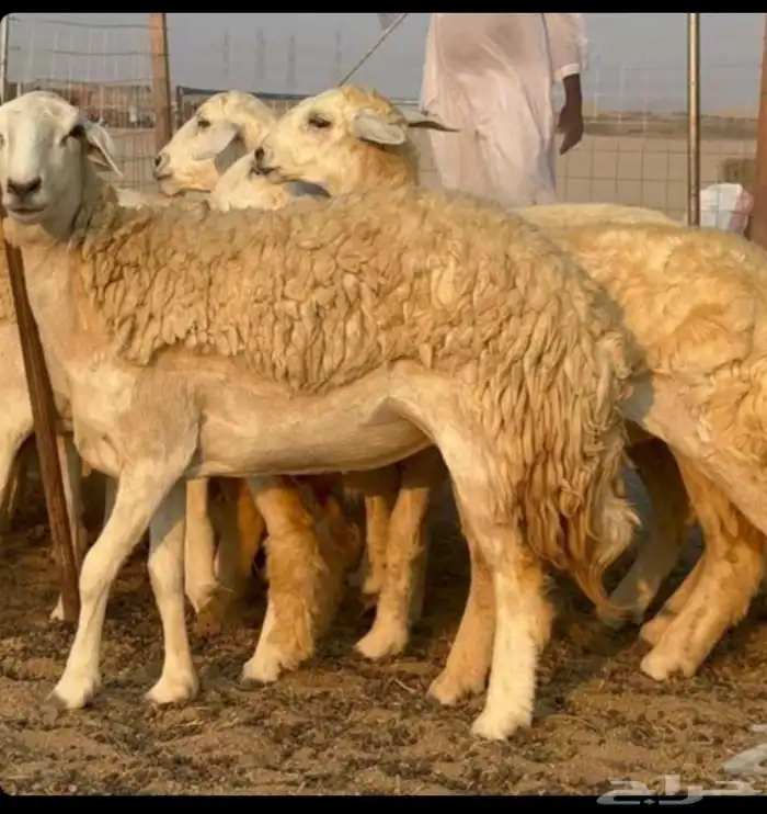 غنم حريات رخال كفو 6