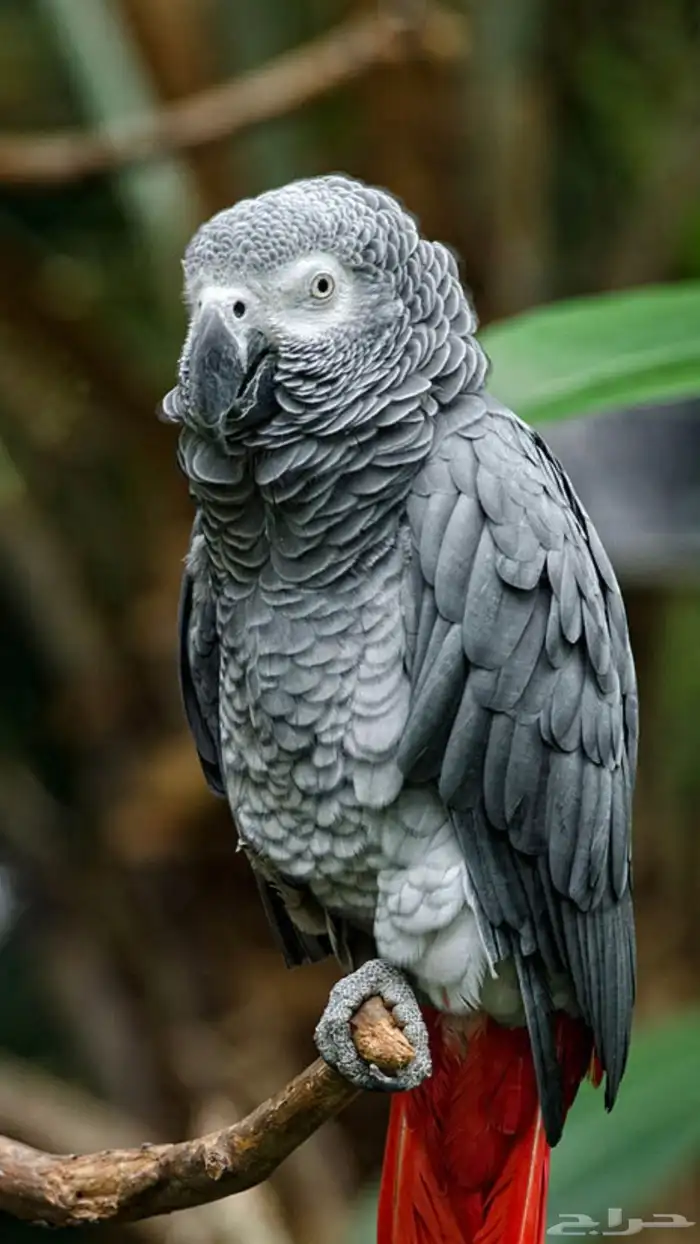 ابغى فرخ للتبني كاسكو او مكاو او كوكتيل او روز او دره 0