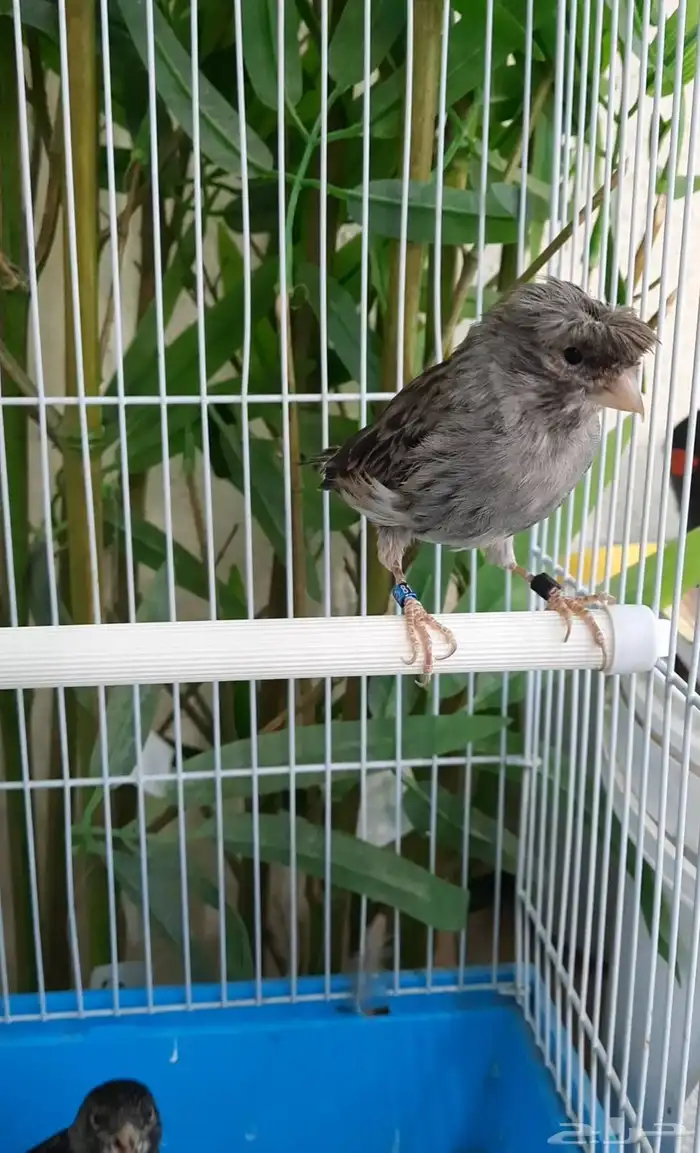 جوز أسود رمادي 0