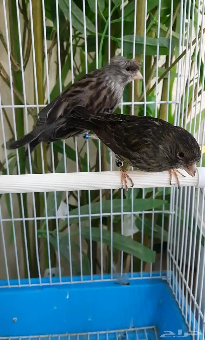 جوز أسود رمادي 2