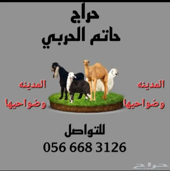 قروبات حلال 0