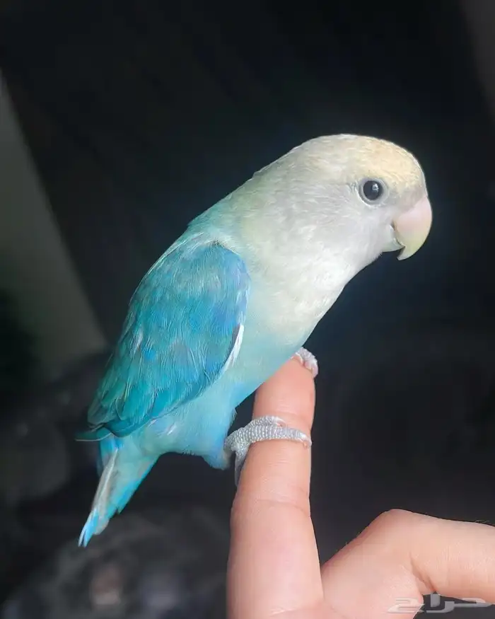 ببغاء الروز أليف جدا لعووب كيووت 4