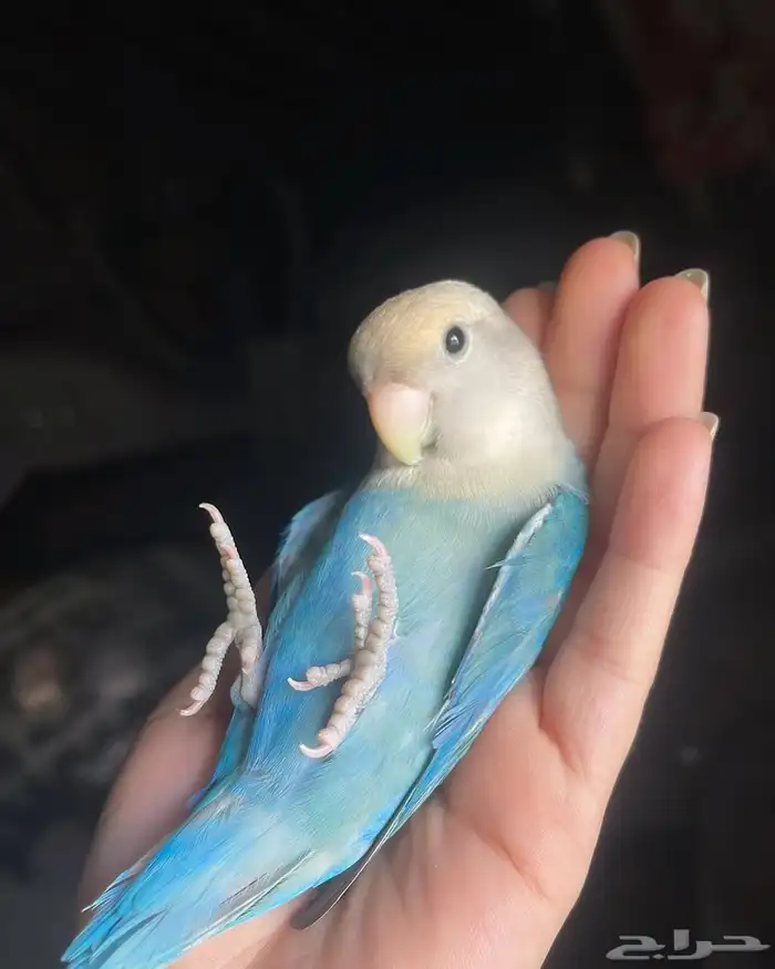 ببغاء الروز أليف جدا لعووب كيووت 1