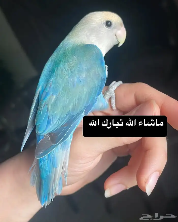 ببغاء الروز أليف جدا لعووب كيووت 7