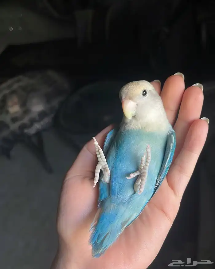 ببغاء الروز أليف جدا لعووب كيووت 6