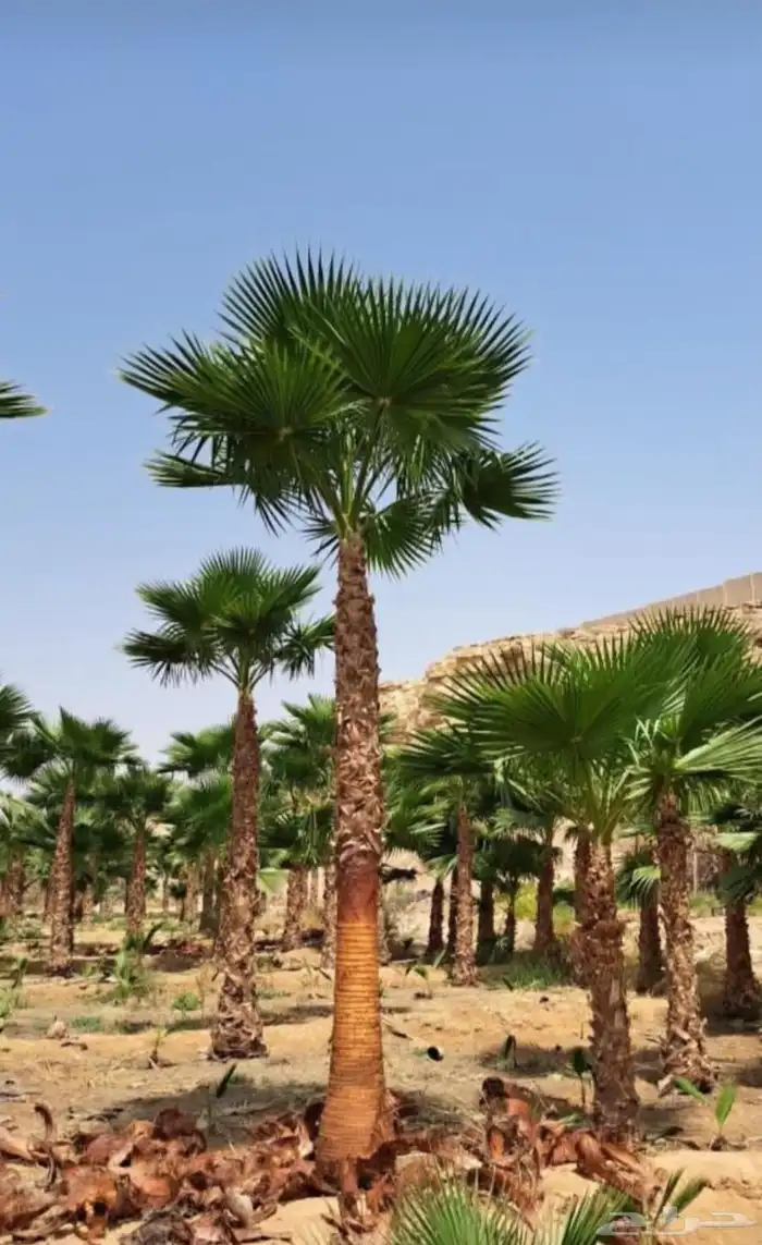 نخل واشنطني زينه 9