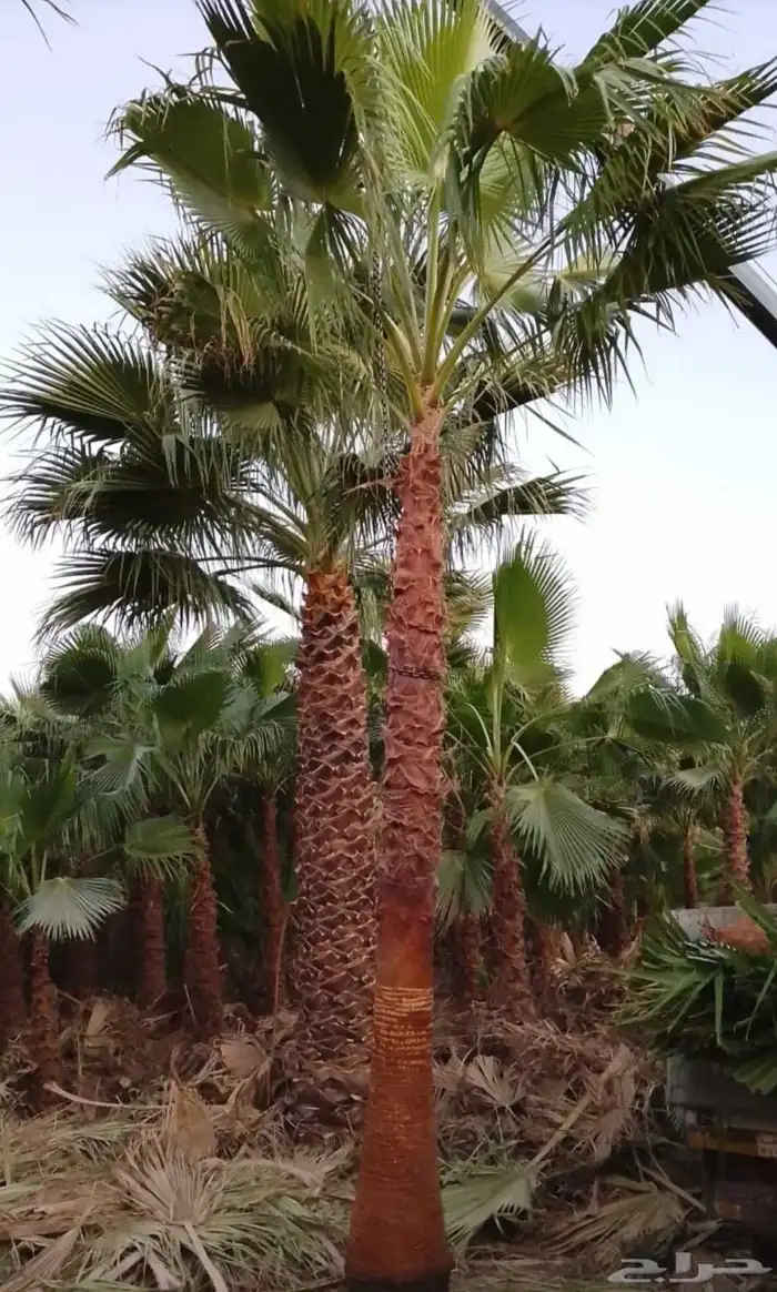 نخل واشنطني زينه 0