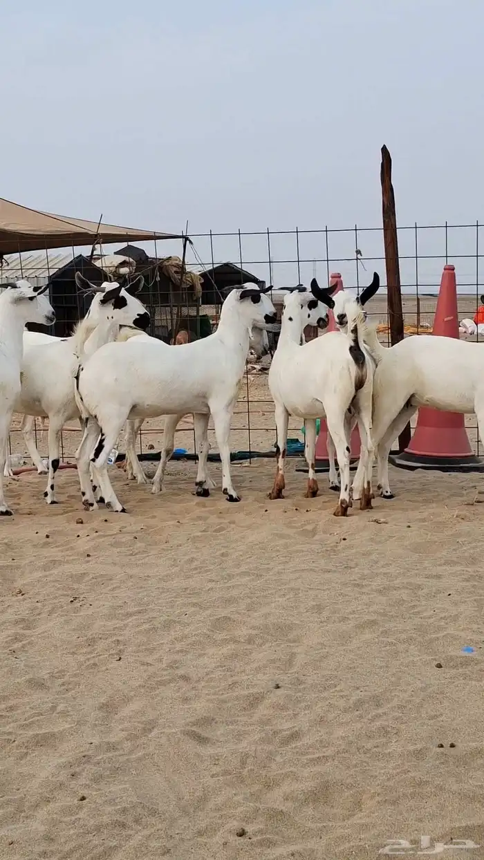 جفار بيشيات صنف الصنف 2