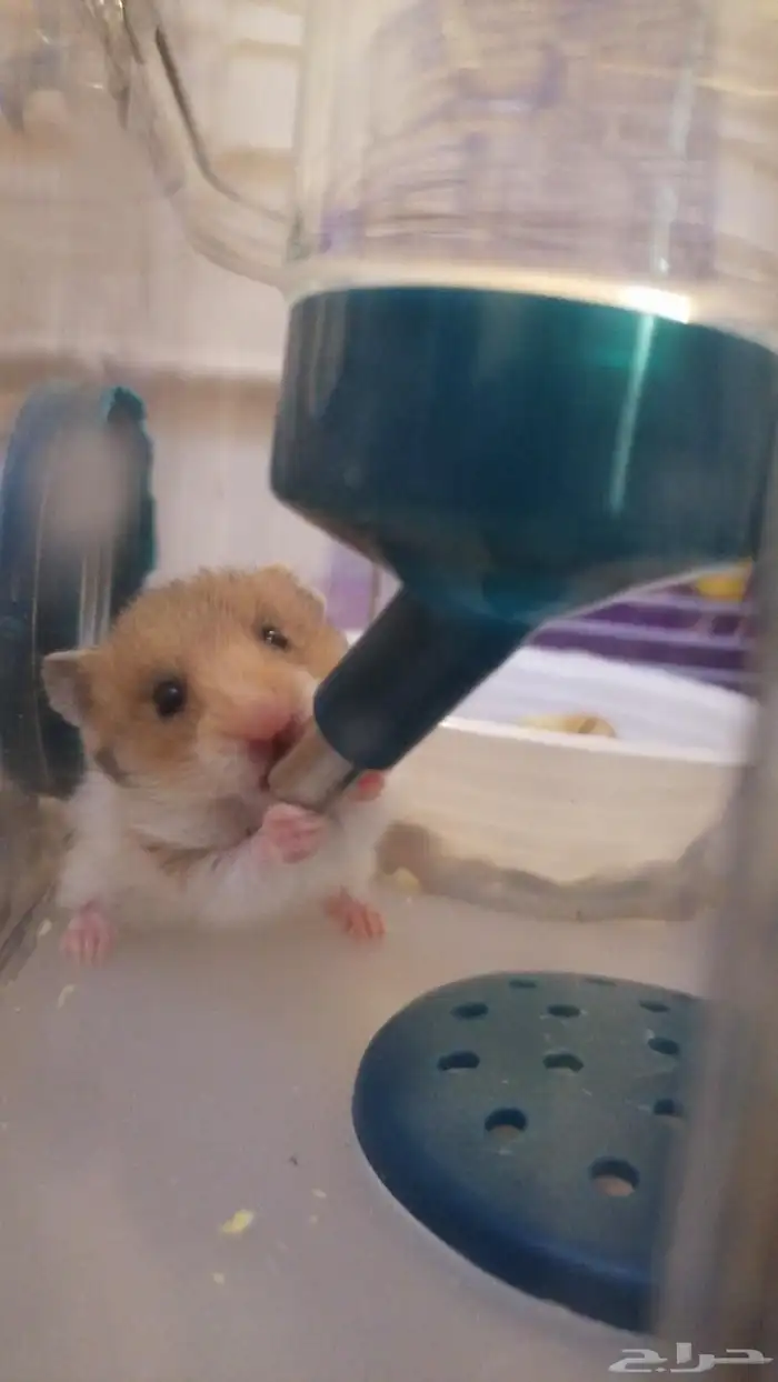 جوز هامستر اليف مع 8 صغار بعمر3 اسابيع مع قفصين 2