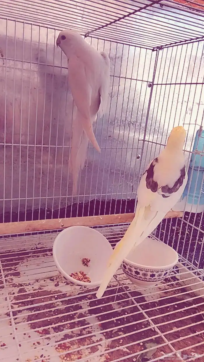 كروان ذكر البينو انثى هافي بايد لاتينو 3