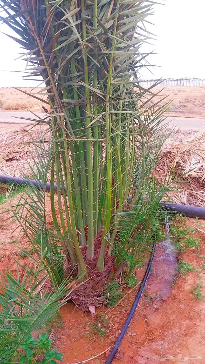 نخل القصيم جثايث سكري هلالي فروخ صقعي مجدول 1