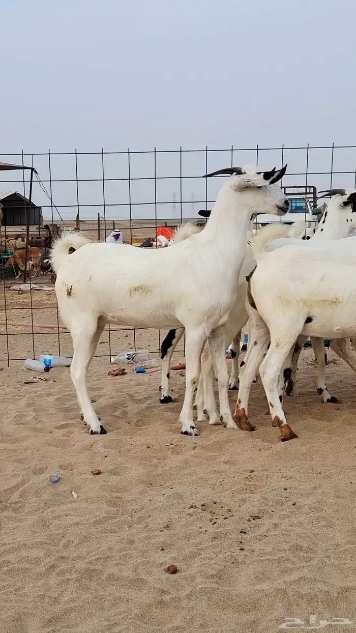 جفار بيشيات صنف الصنف 5