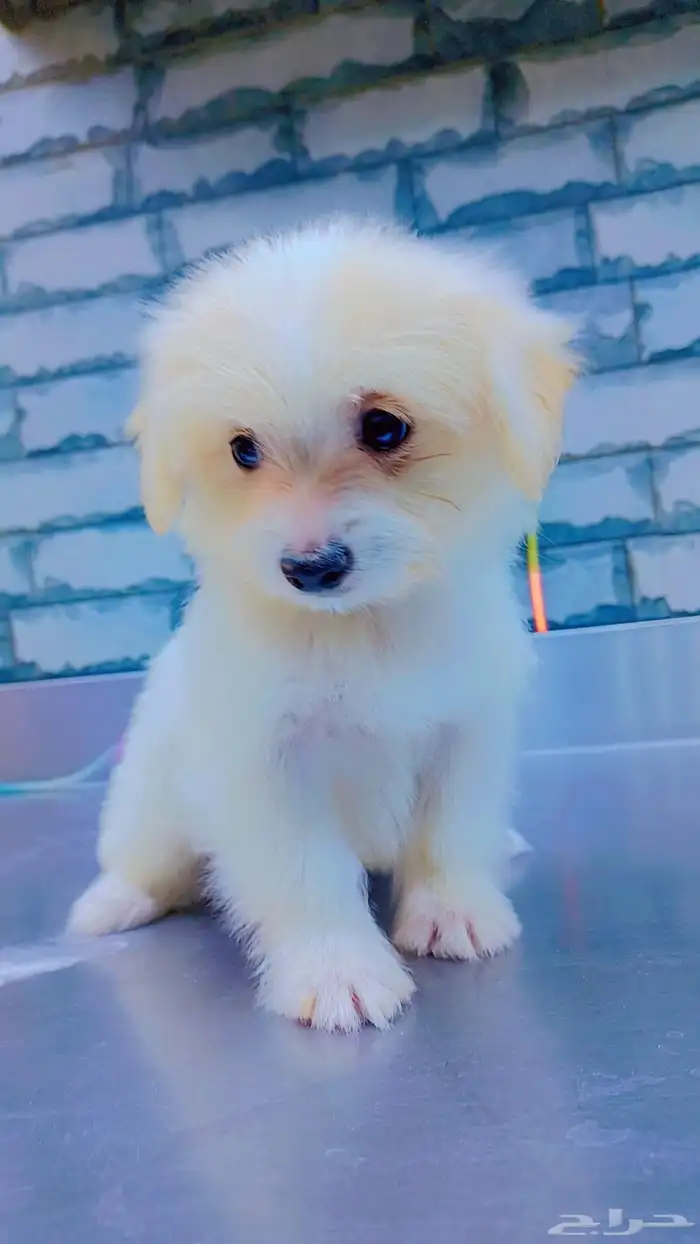 كلب مالتيز فرنسي 2