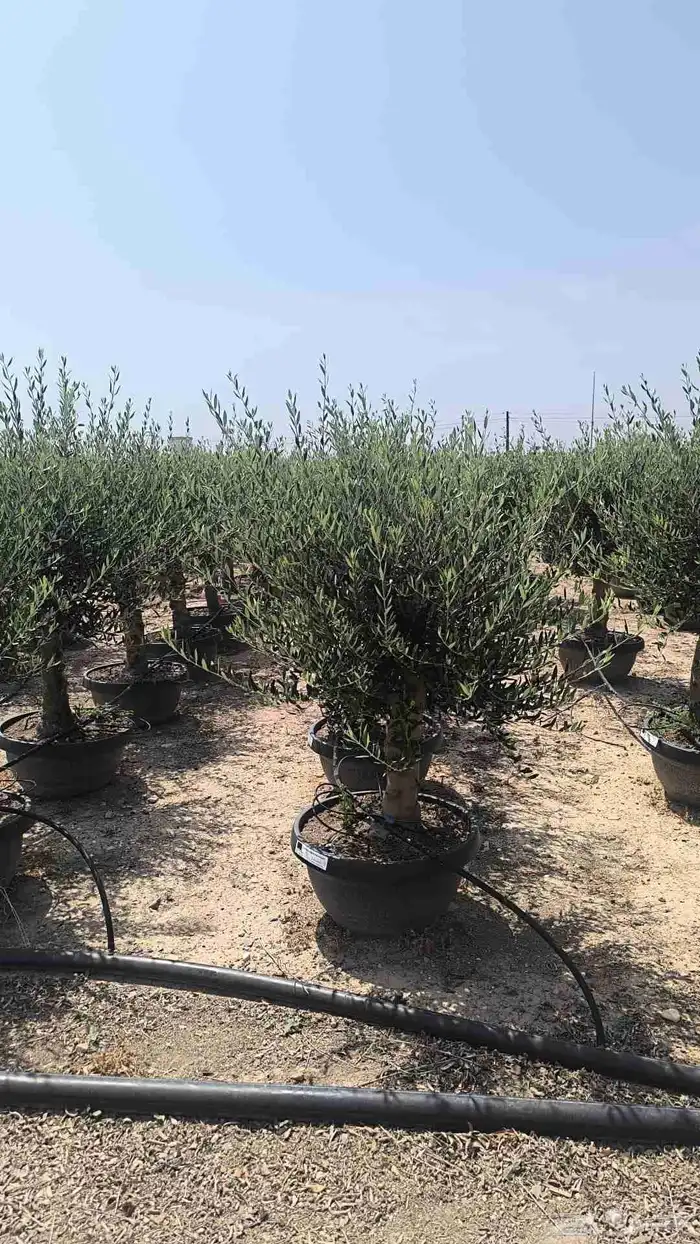 يوجد لدينا اشجار الزيتون وترمنليا وشجار زينه البيت 1