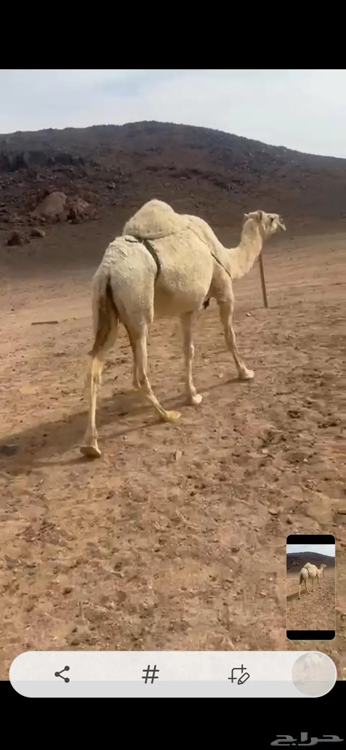 للبيع الضريبه 0