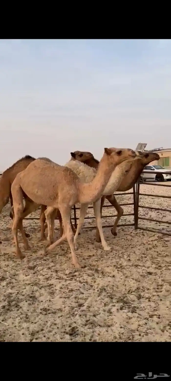 مفاريد العدد 4 1