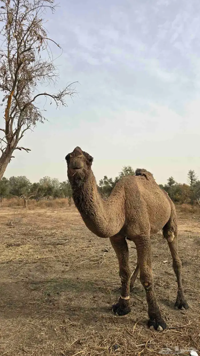 جمل ثني اصفر منتج 2